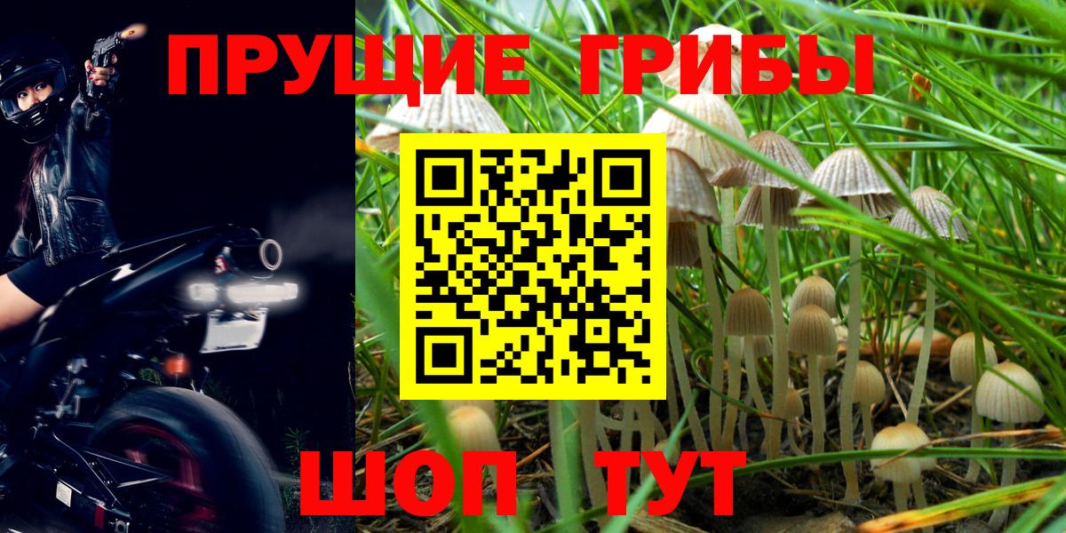 Галлюциногенные грибы Cubensis Солнечногорск
